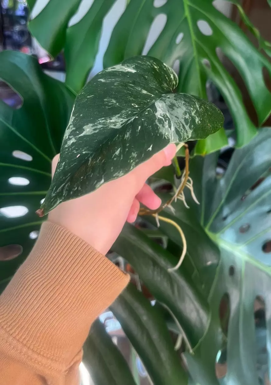plant/Epi Pinnatum Albo rooted cutting with active growth-1