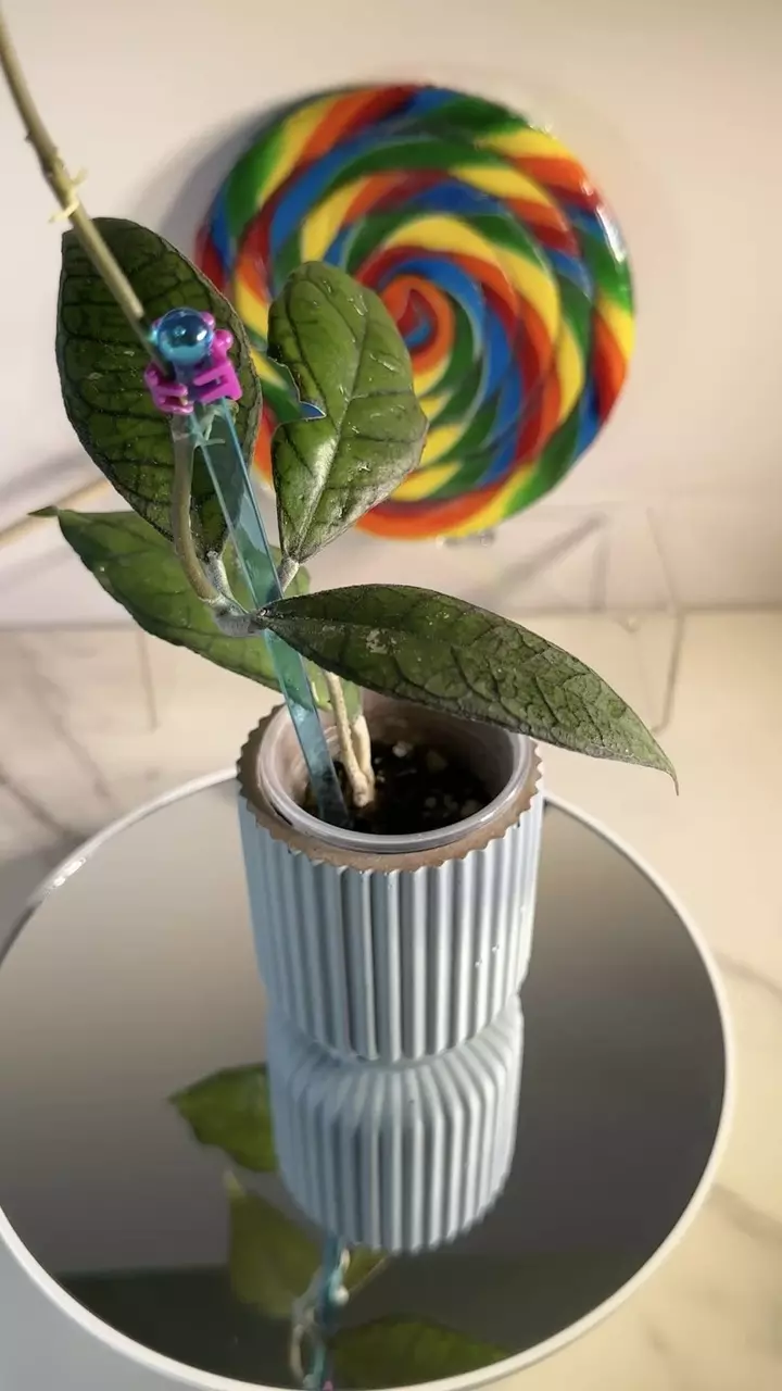 plant/Hoya AH 029-0