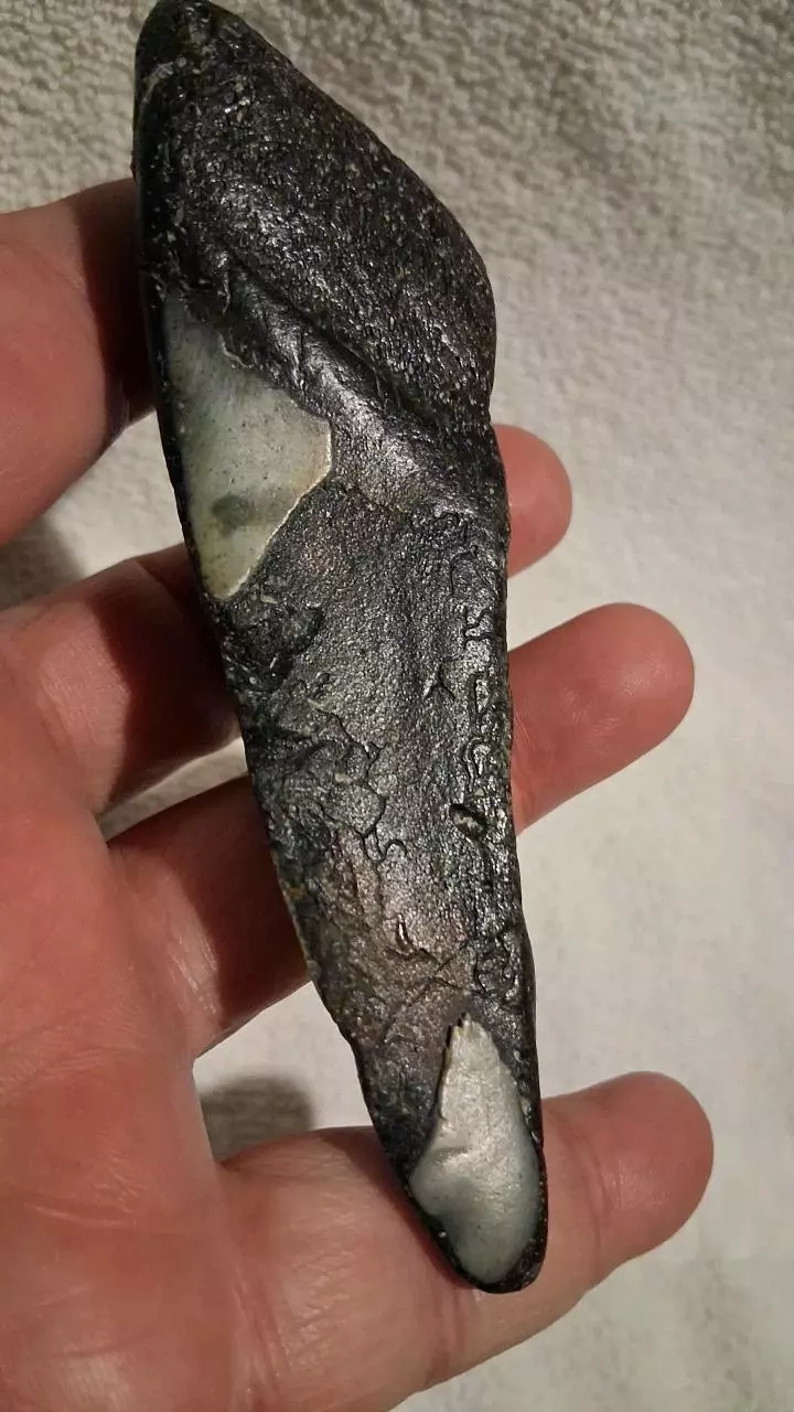 free_shipping/Megalodon Fragment-1