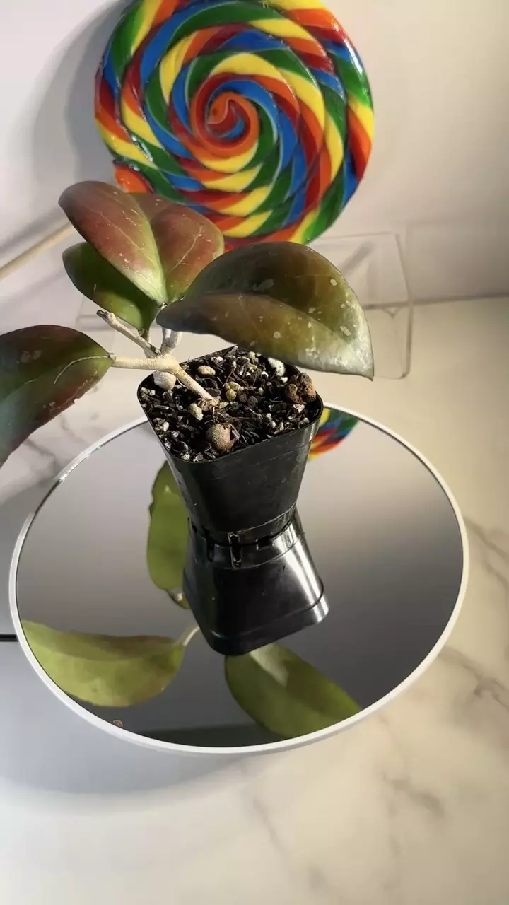 plant/Hoya Joy-0