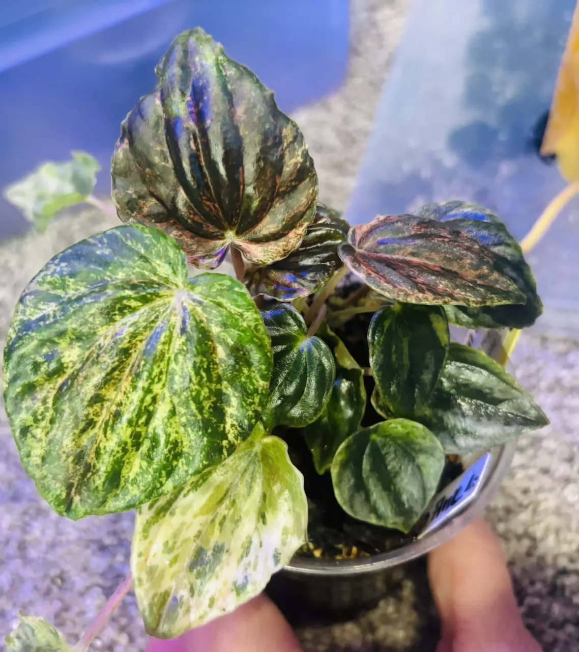 plant/Peperomia marmorata pink lady-0
