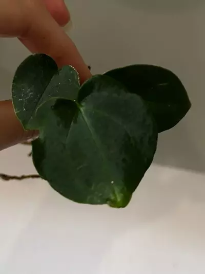 plant/Anthurium FS (Fort Sherman) Self X NSE AOS (Ace of Spades) Rooted Cutting-0-thumbnail