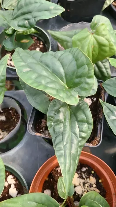 plant/Anthurium radicans x Luxurians-2-thumbnail