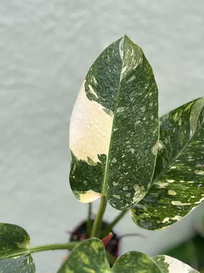 plant/Philodendron Congo Nuclear-0-thumbnail