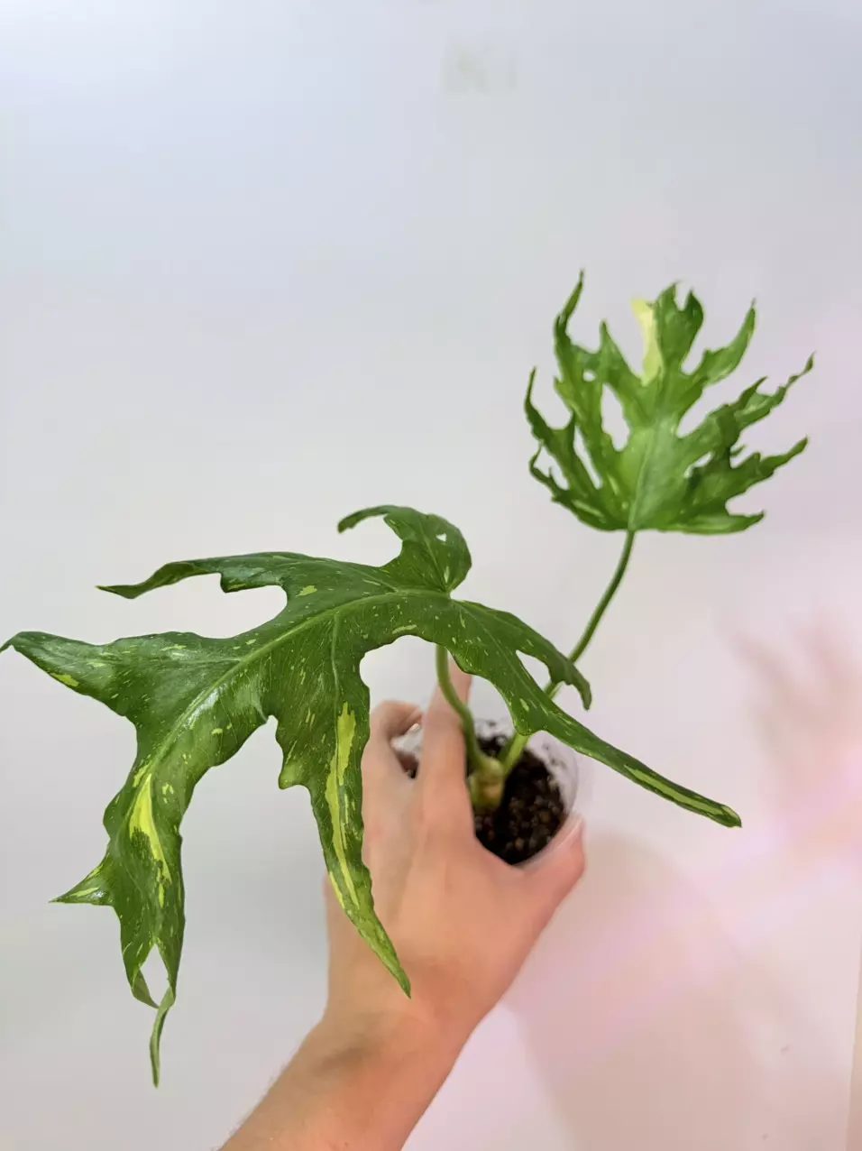 plant/Philodendron Tri-Color Warscewiczii-0