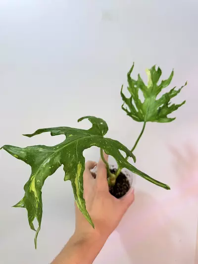 plant/Philodendron Tri-Color Warscewiczii-0-thumbnail