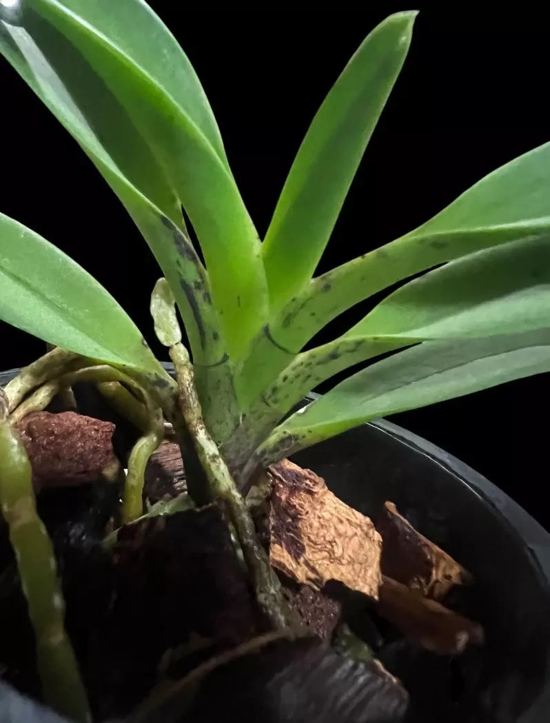 plant/Rhynchovanda  tubtim siam orchid-2