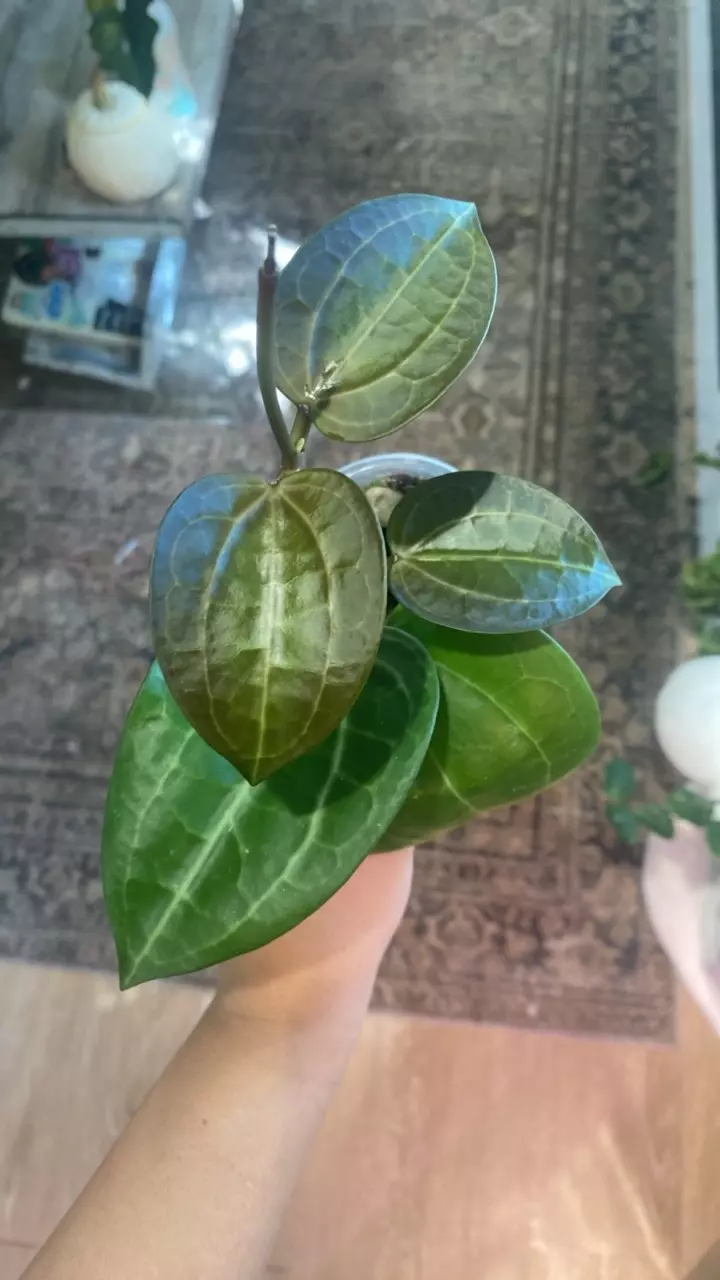 plant/Dinner Plate Hoya Starter-0