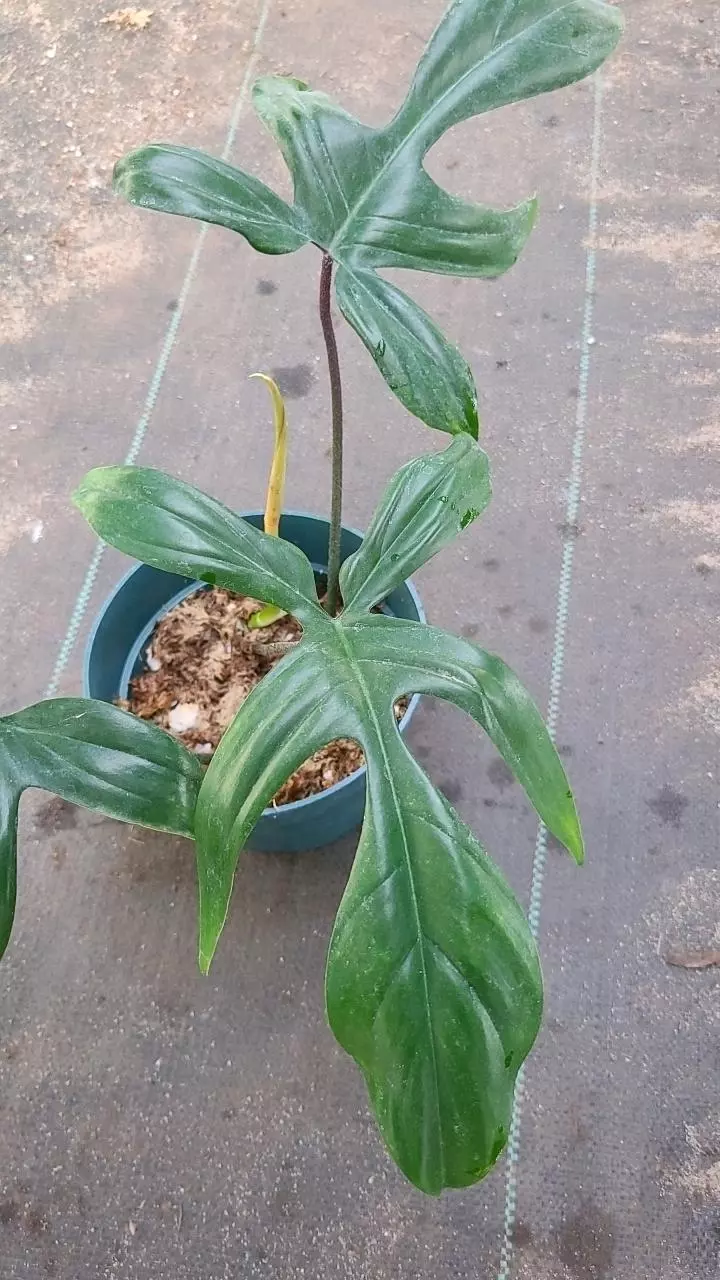 plant/Philodendron florida Ghost Dark-0