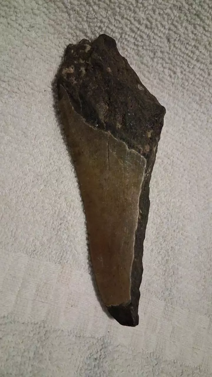 free_shipping/Megalodon Fragment-1