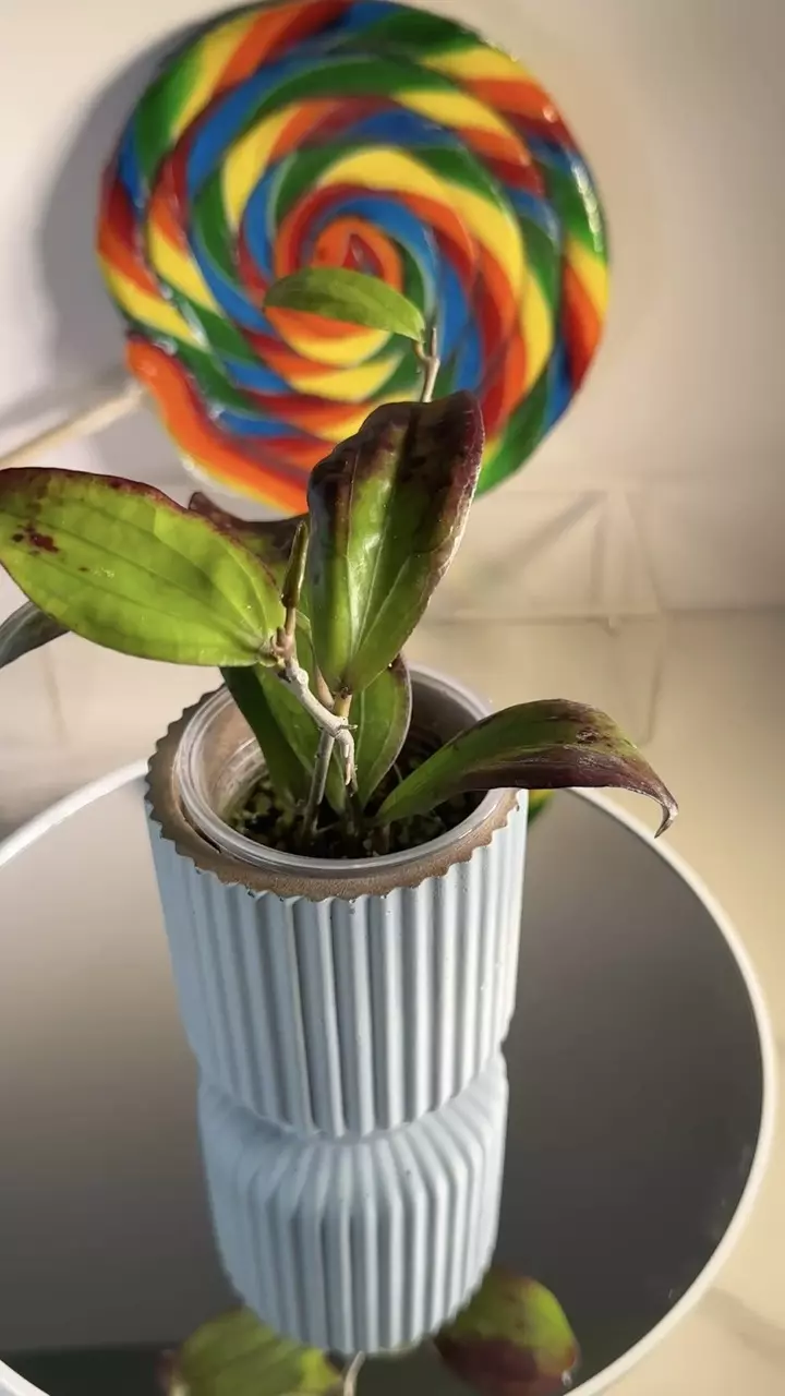 plant/Hoya Erythrina-0