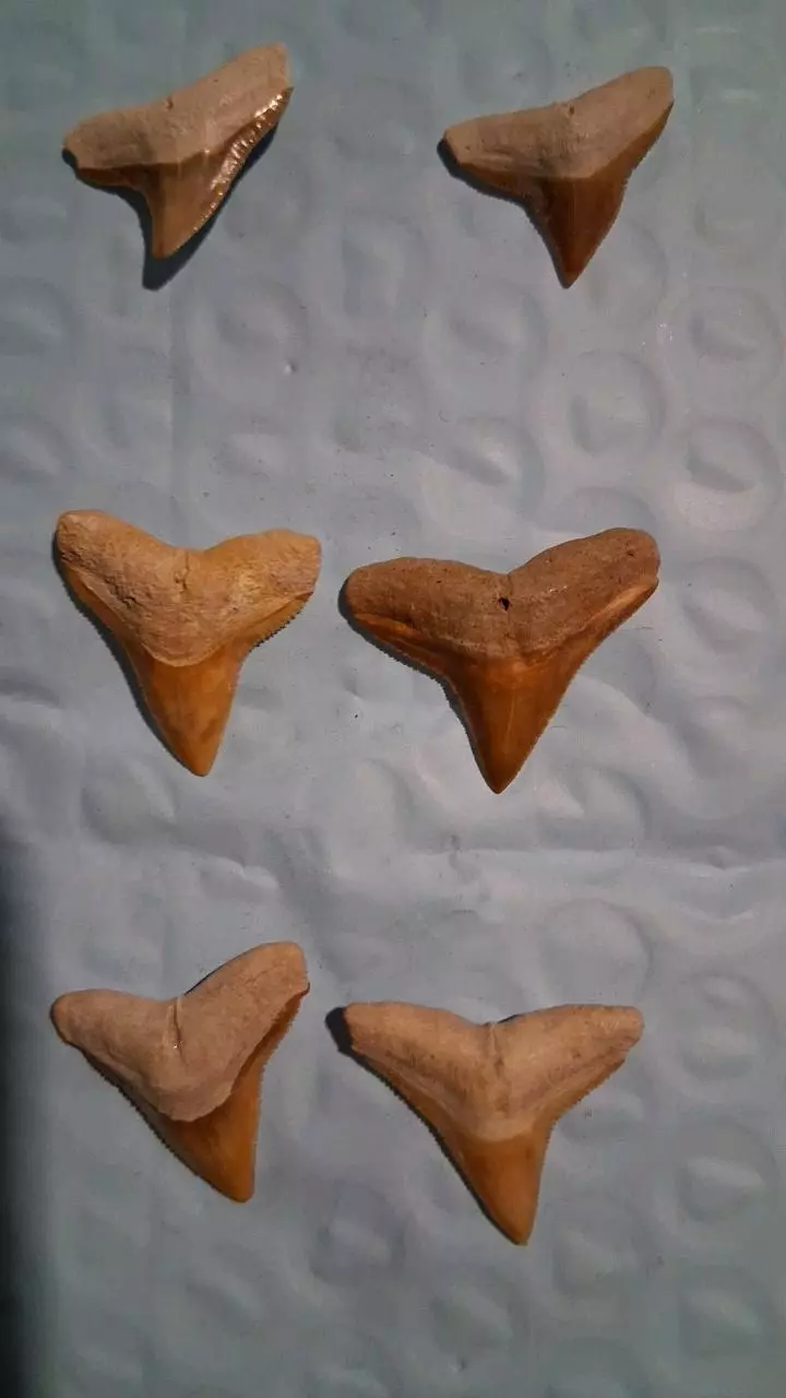 free_shipping/Shark earrings-0