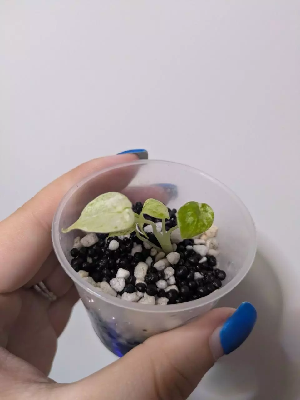 plant/Alocasia Scalprum Mint-0