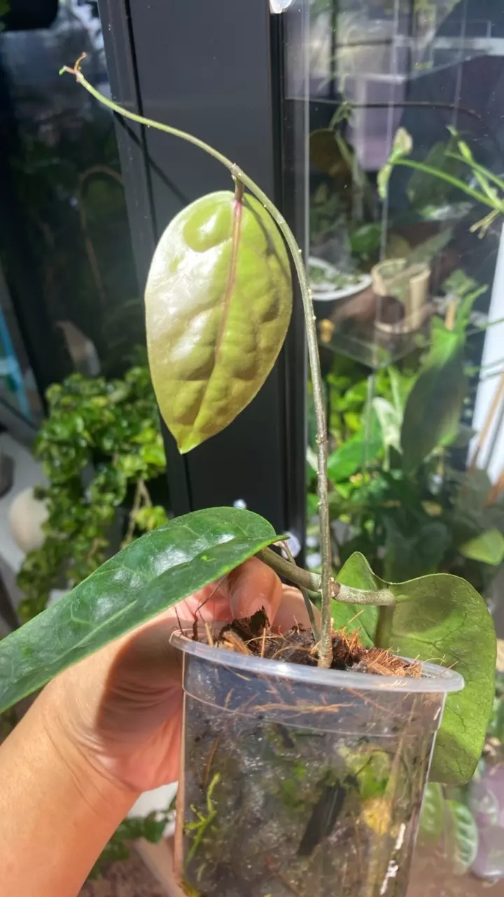 plant/Megalaster x Self starter-2