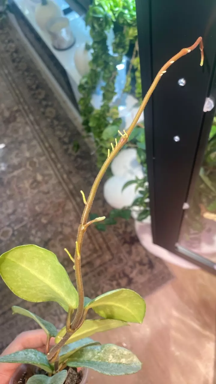plant/Nova Ghost Starter-1