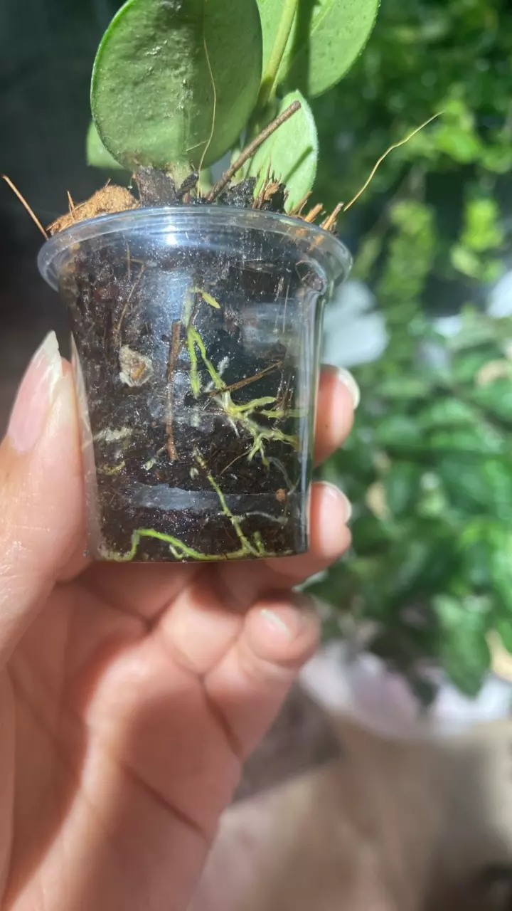 plant/Mathilde Plug-1