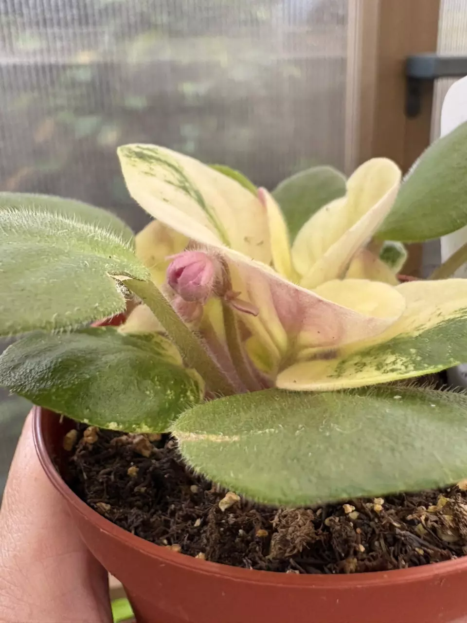 plant/4” African Violet Key Lime Treat-0