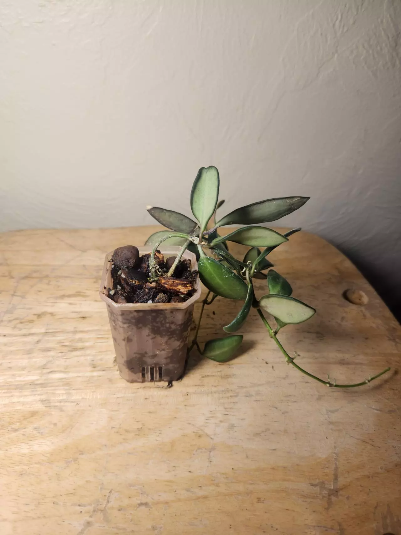 plant/#25 Hoya Burtoniae-2