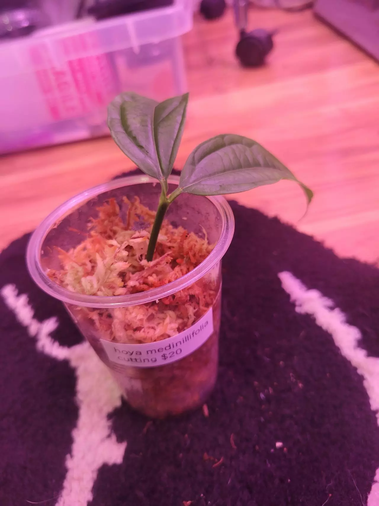 plant/Hoya medinillifolia cutting-1