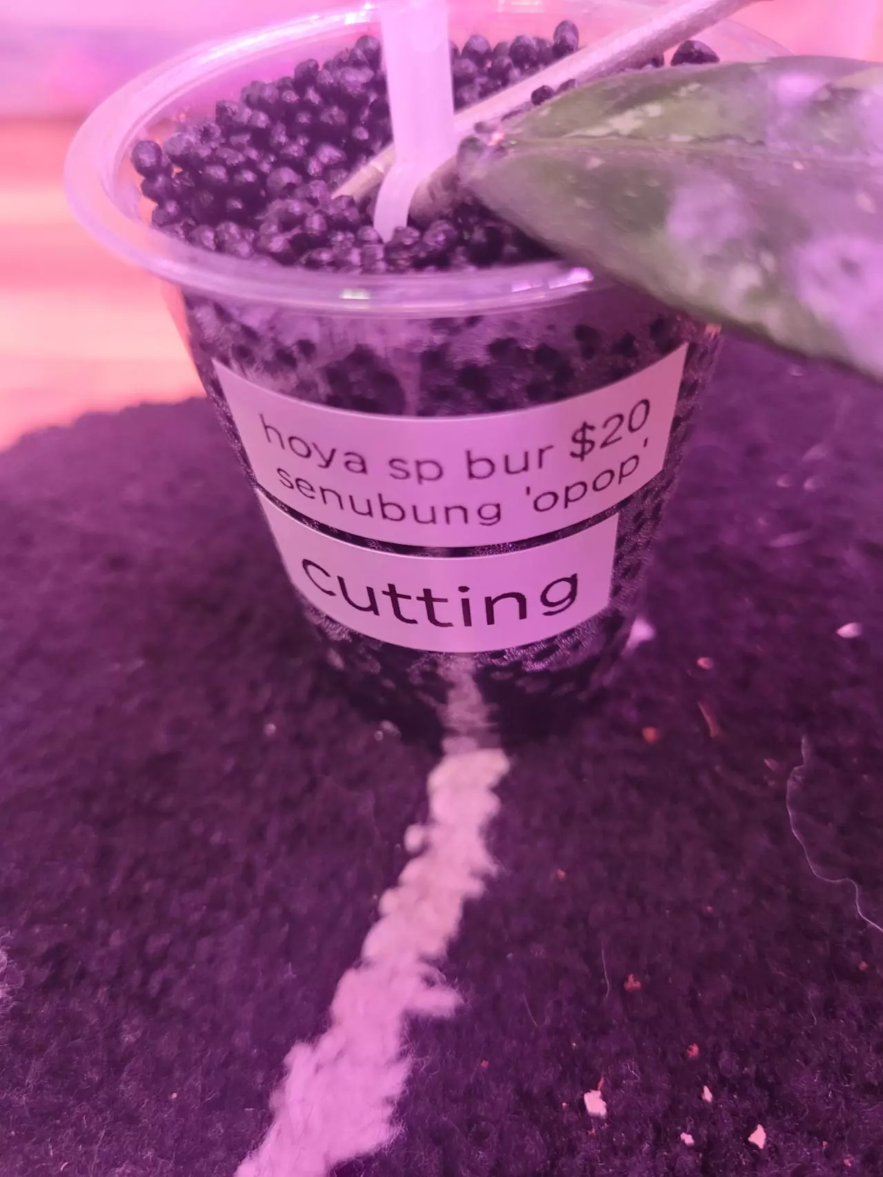 plant/Hoya sp bur senubung 'opop'-1