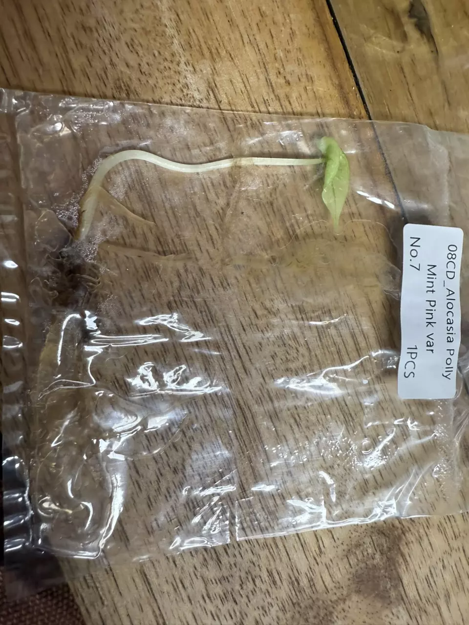 plant/Alocasia Polly Mint TC 7-0