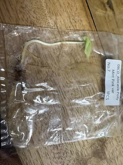 plant/Alocasia Polly Mint TC 7-0-thumbnail