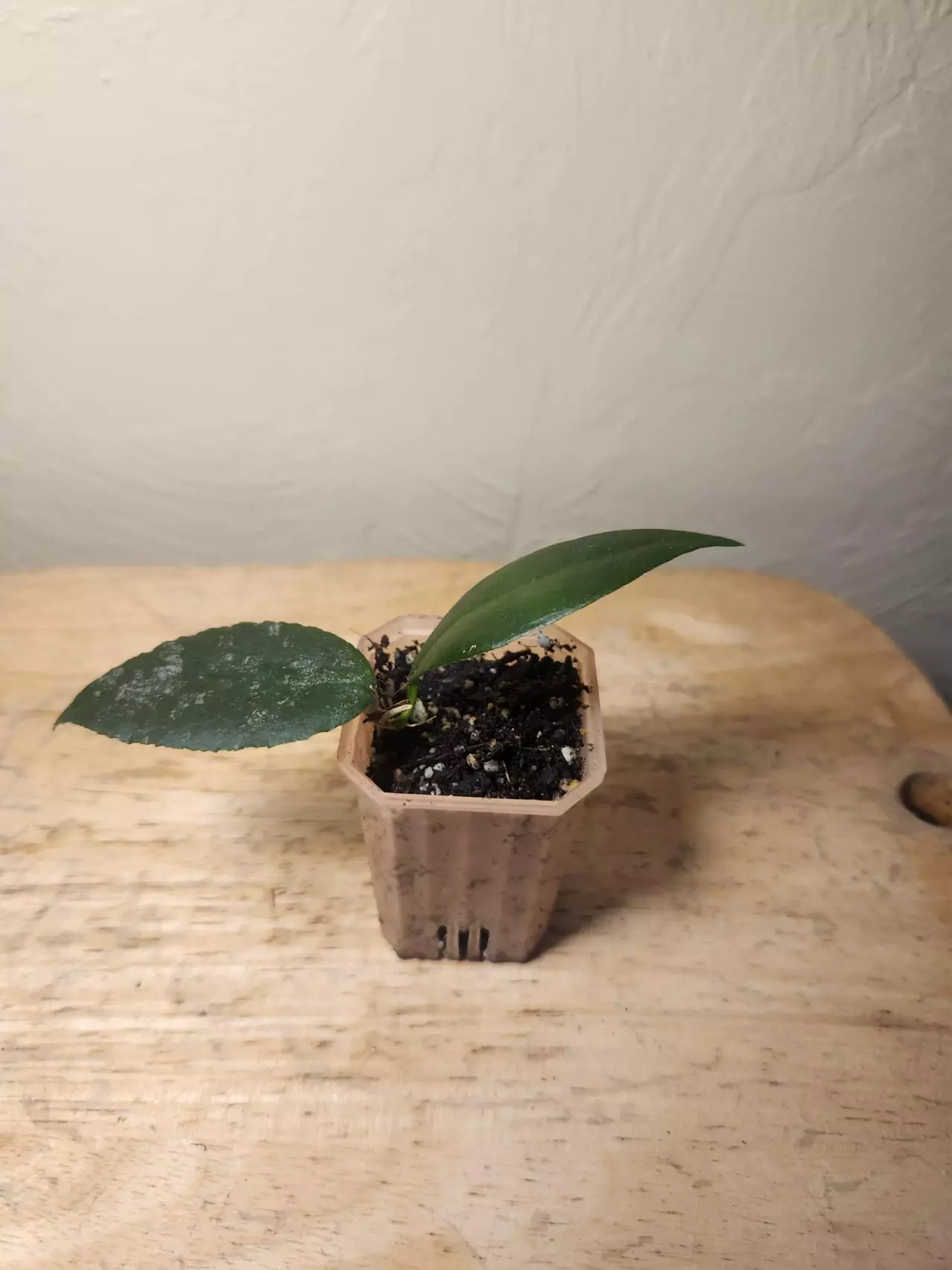 plant/#26 Hoya Caudata 'Sumatra', or 'Silver Stains'-1