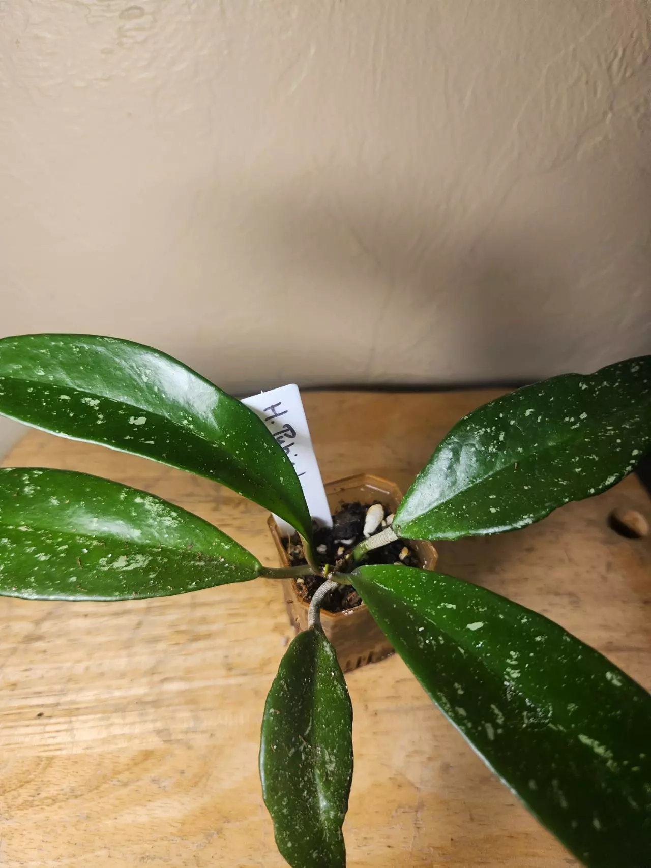 plant/#21 Hoya Publicalyx Splash starter-0