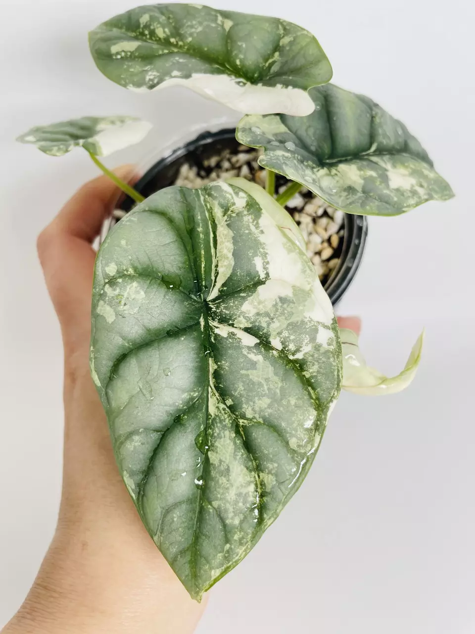 plant/Alocasia Silver Dragon Var. 0550-1