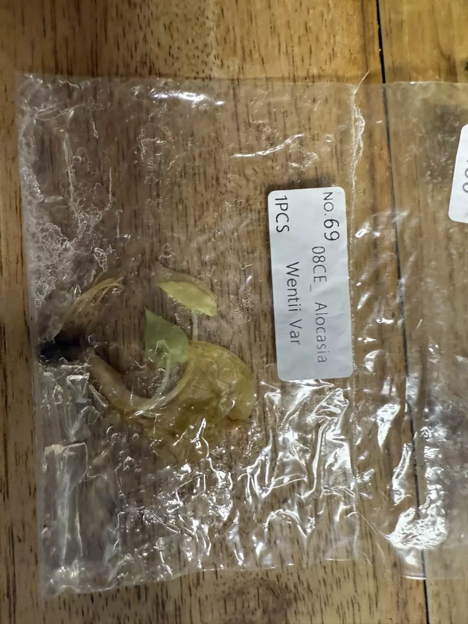 plant/Alocasia Wentii Aurea Rehab TC 69-0