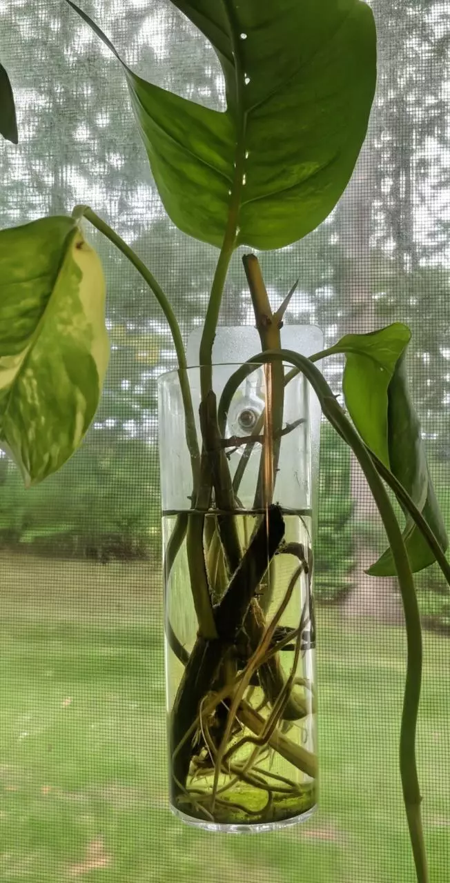 plant/Set of 2 Hanging Glass Propagation Vases-0