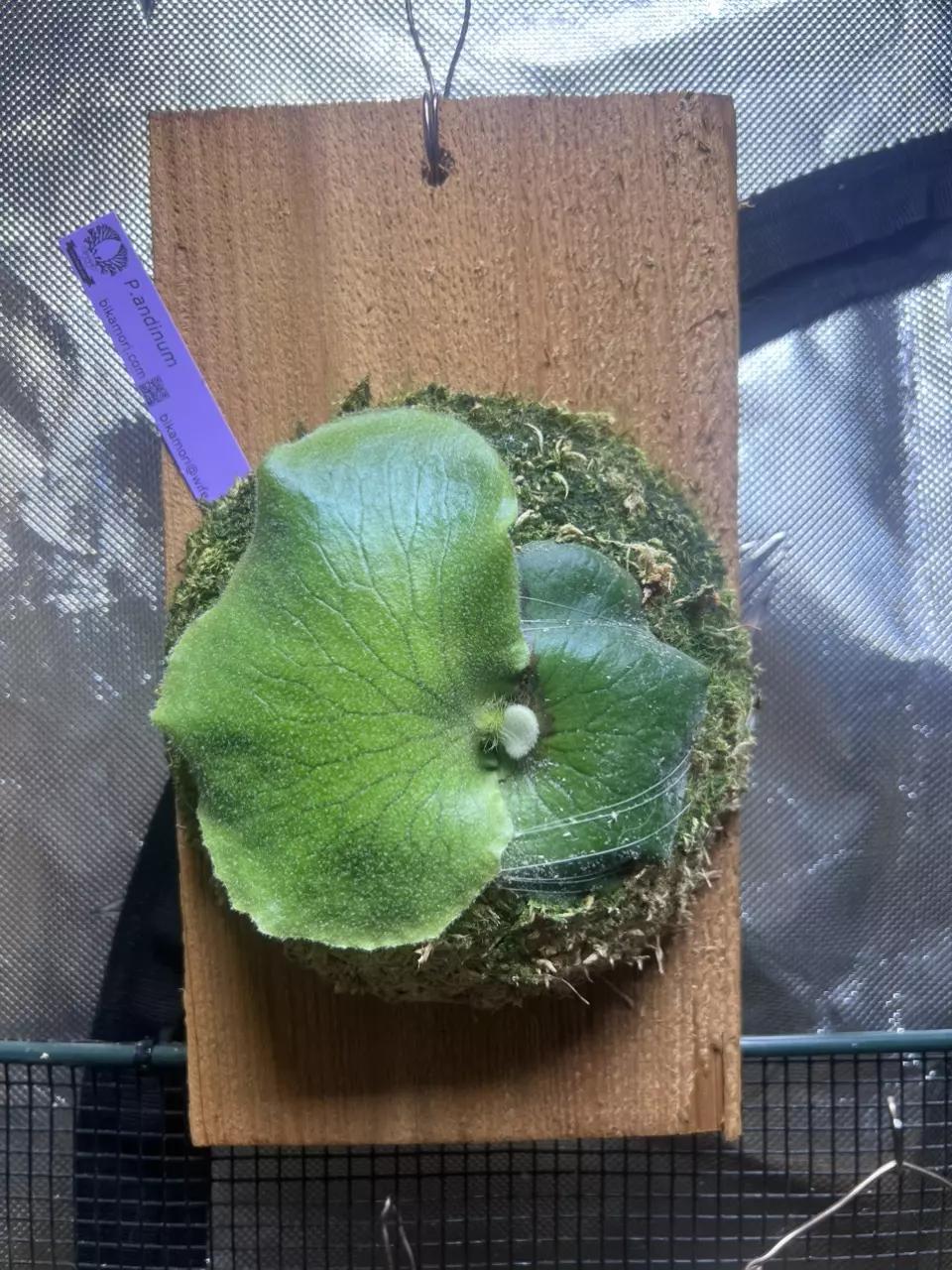 plant/Platycerium andinum-0