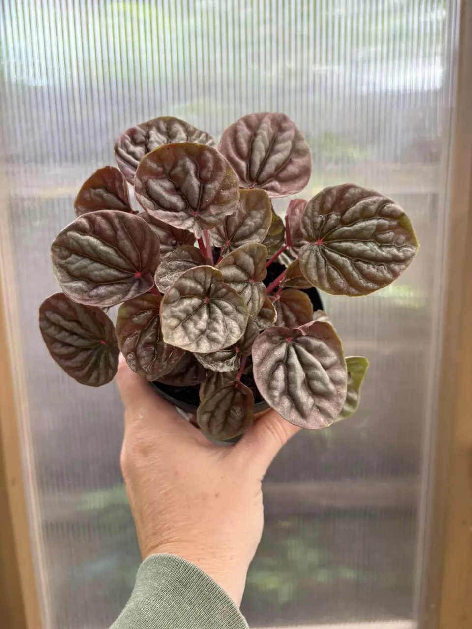 plant/4” Peperomia Red Beauty Ripple-0