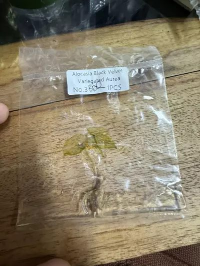 plant/Alocasia Black Velvet Aurea 3-0-thumbnail