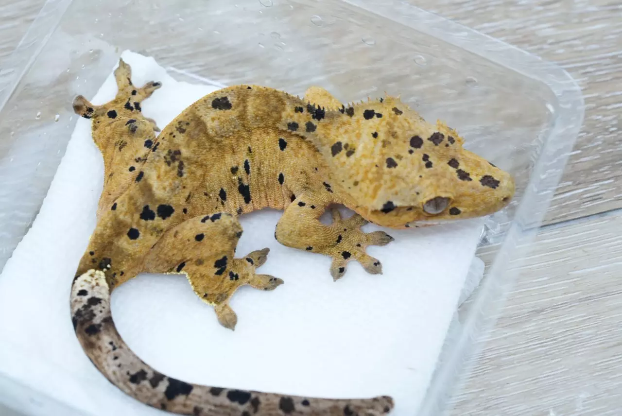 plant/497 CD x BM female Dalmatian ( oil spots)-1