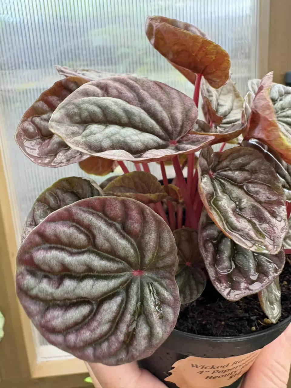 plant/4” Peperomia Red Beauty Ripple-2
