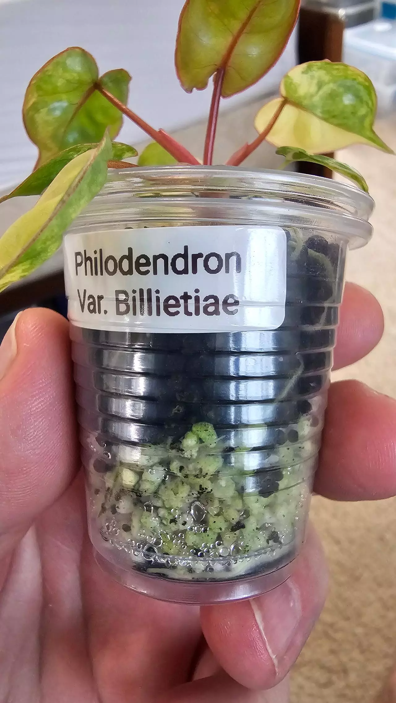 plant/Variegated Billietiae-4
