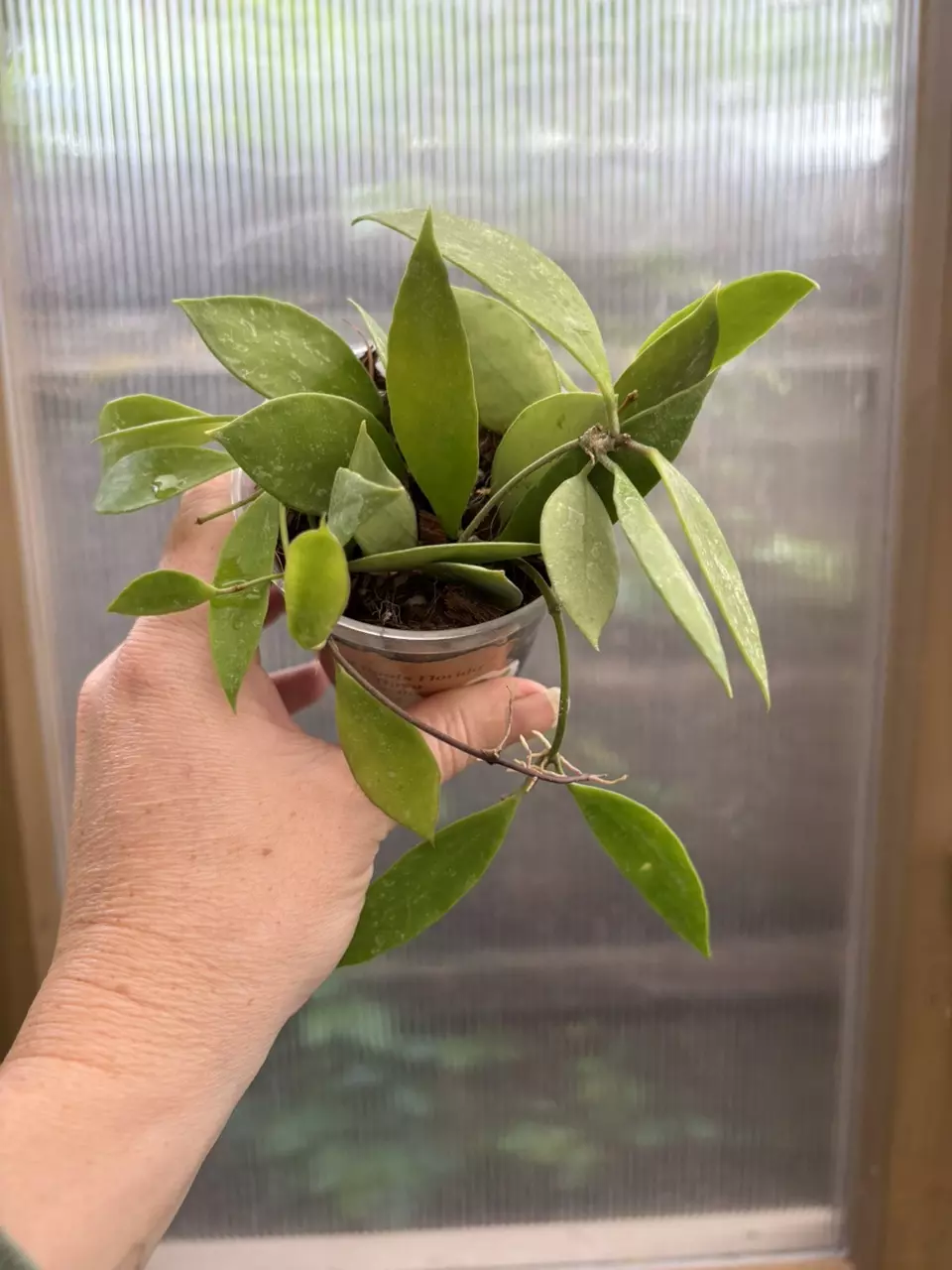 plant/3” Hoya Gracilis-1