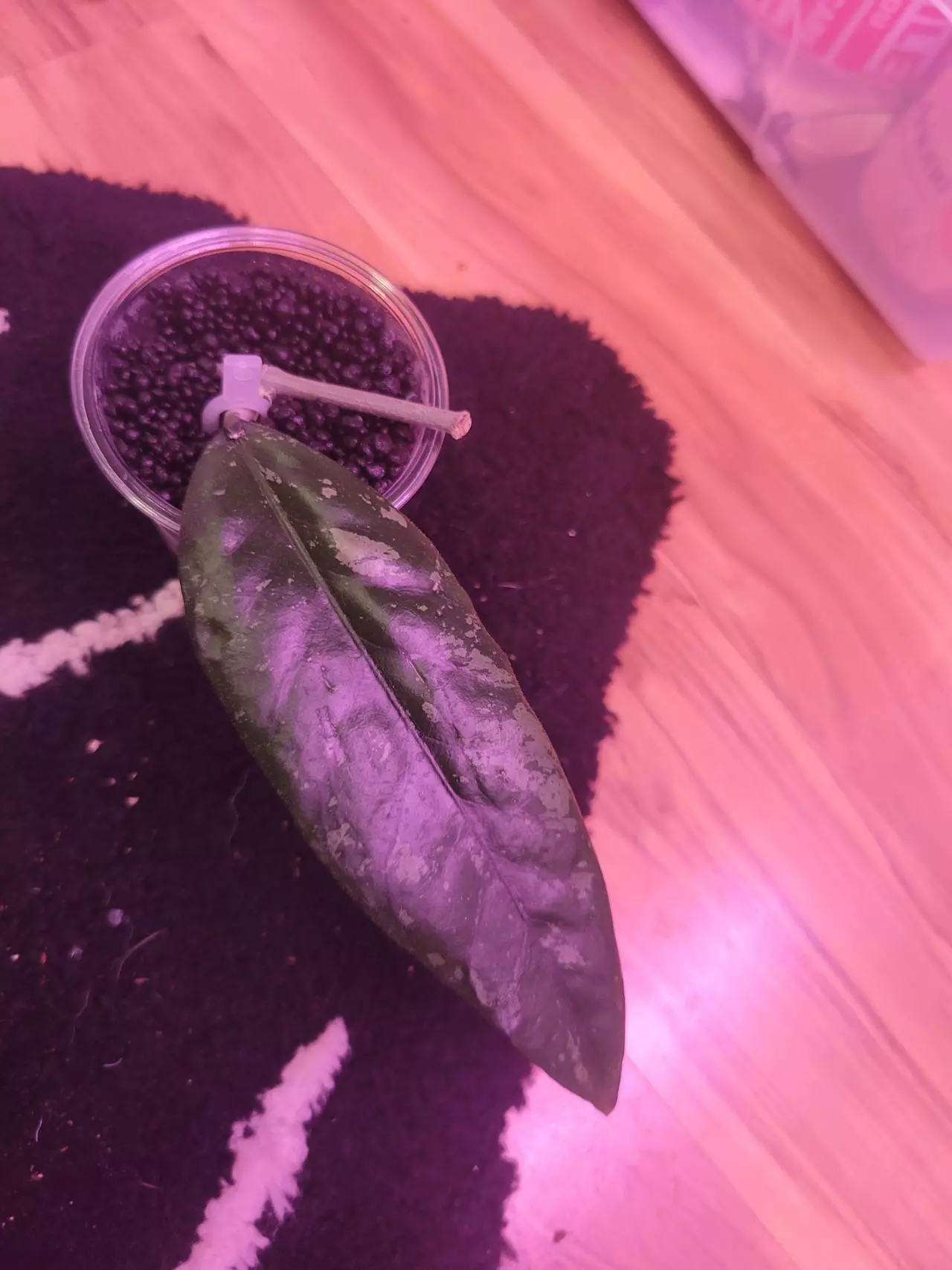 plant/Hoya sp bur senubung 'opop'-0