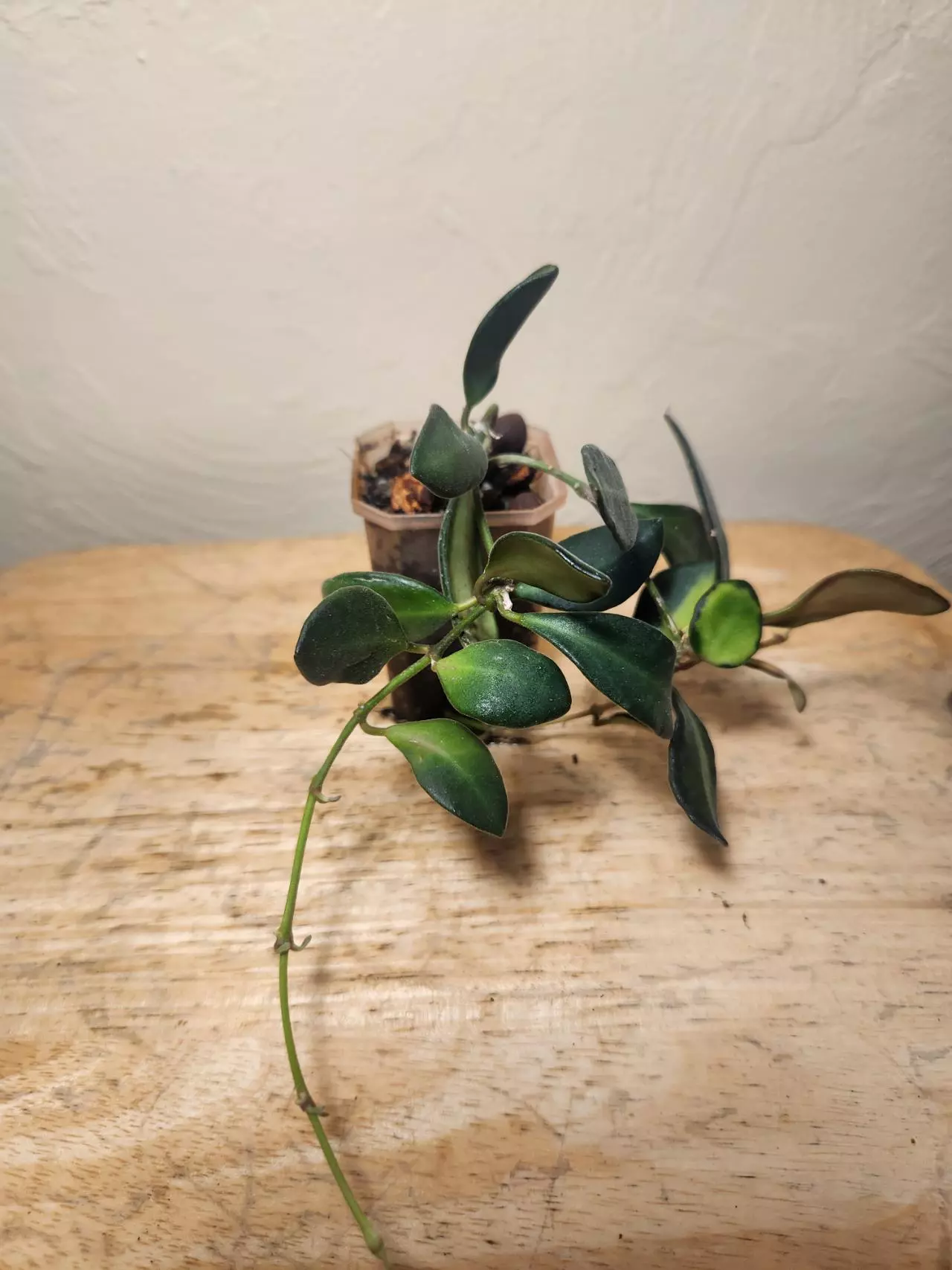 plant/#25 Hoya Burtoniae-1
