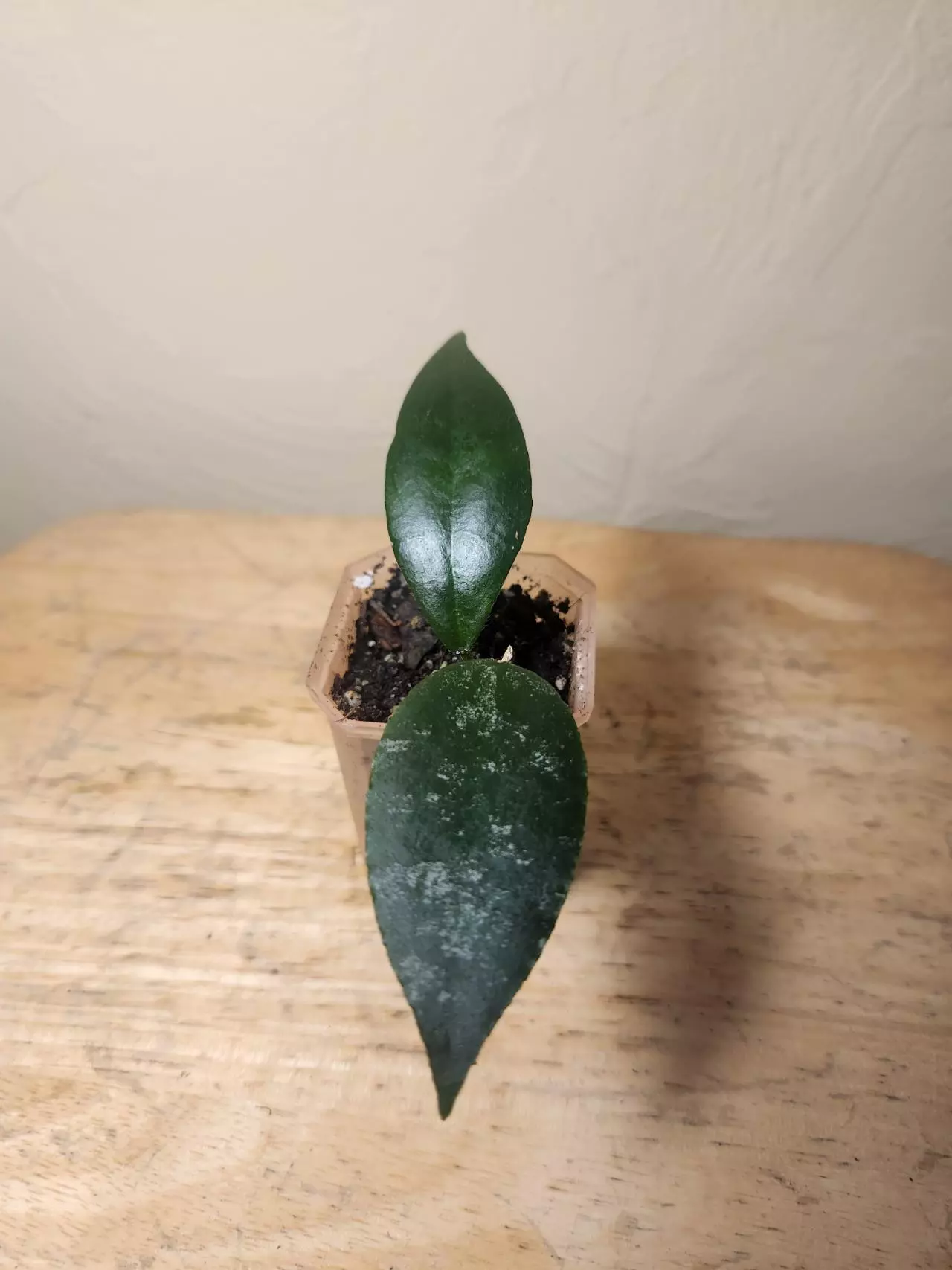 plant/#26 Hoya Caudata 'Sumatra', or 'Silver Stains'-0