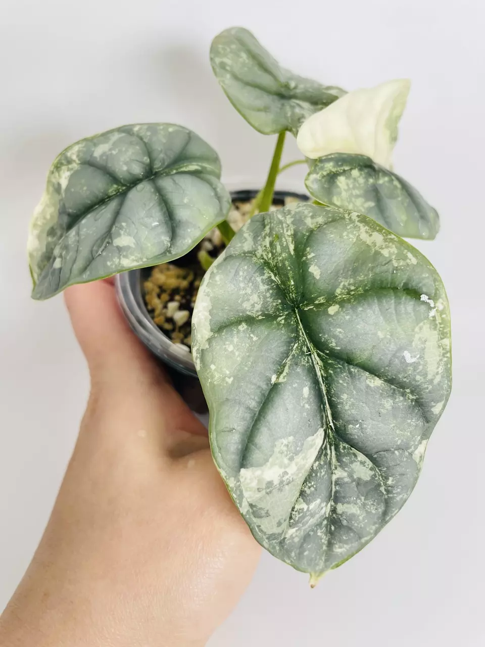 plant/Alocasia Silver Dragon Var.-1