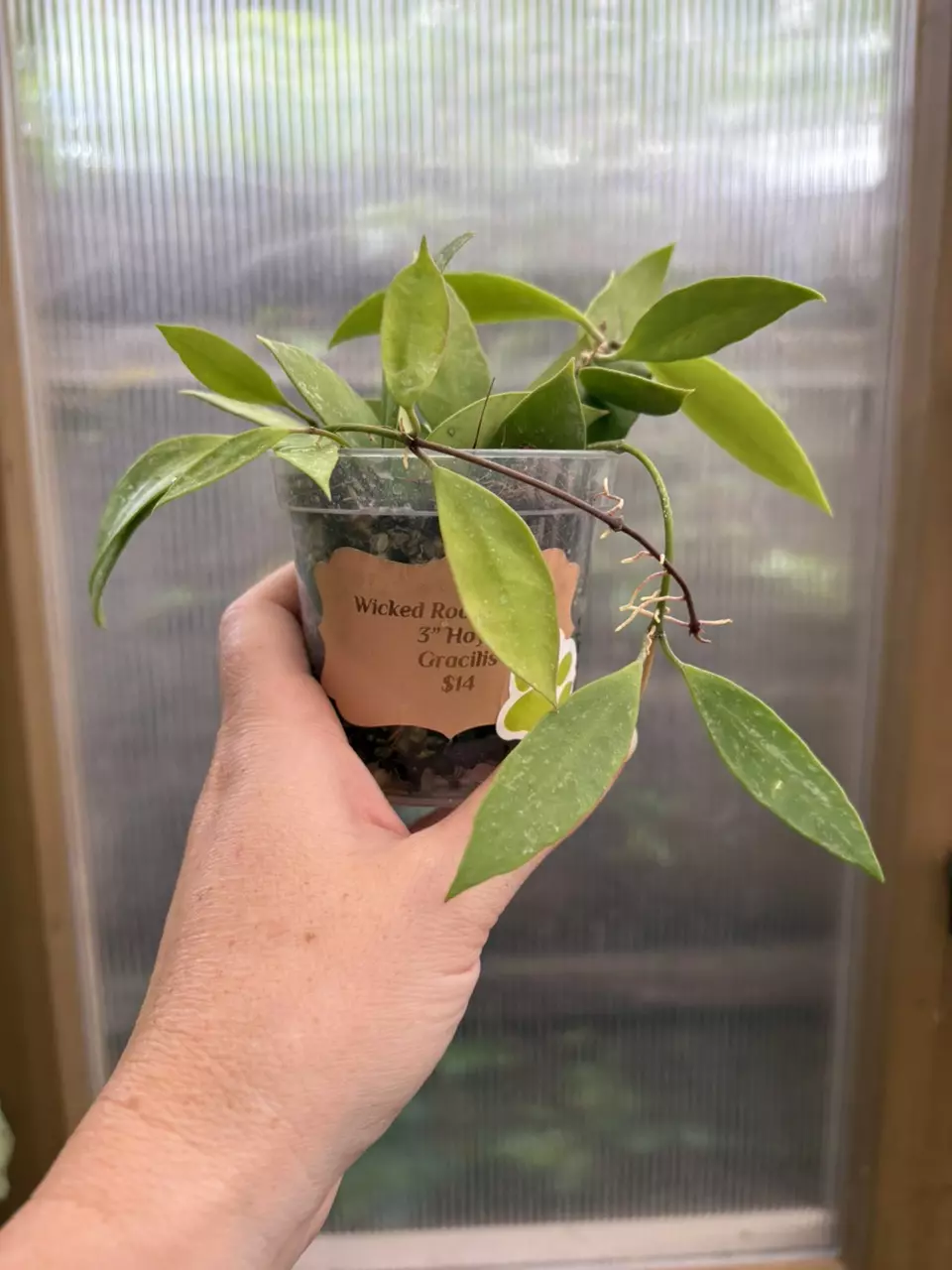 plant/3” Hoya Gracilis-0