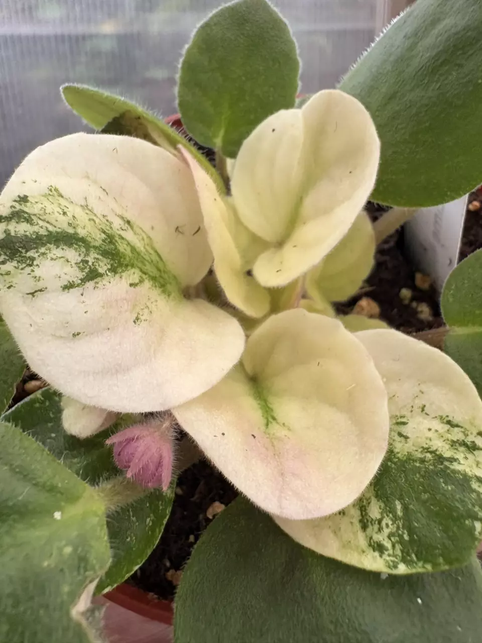 plant/4” African Violet Key Lime Treat-1