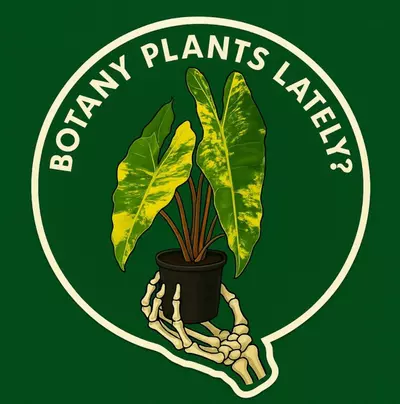 plant/BIG PLANT SHIPPING-0-thumbnail