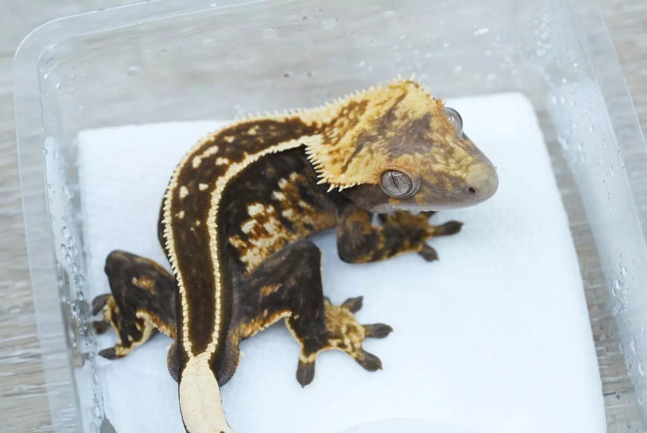 plant/478 voyager x sealegs male super empty back soft scale-0