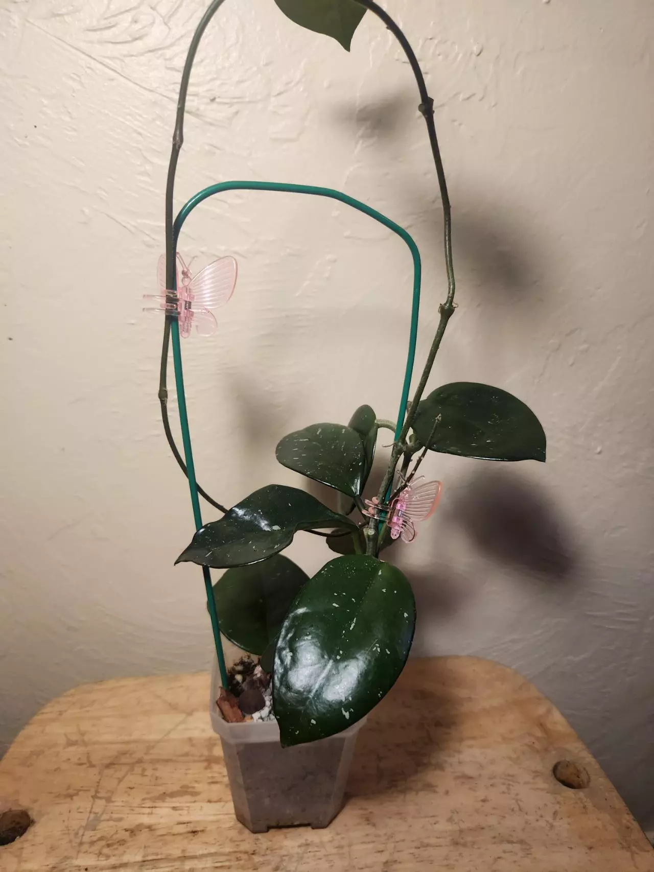 plant/#24 Hoya Carnosa Freckled Splash (Trellis not included)-0