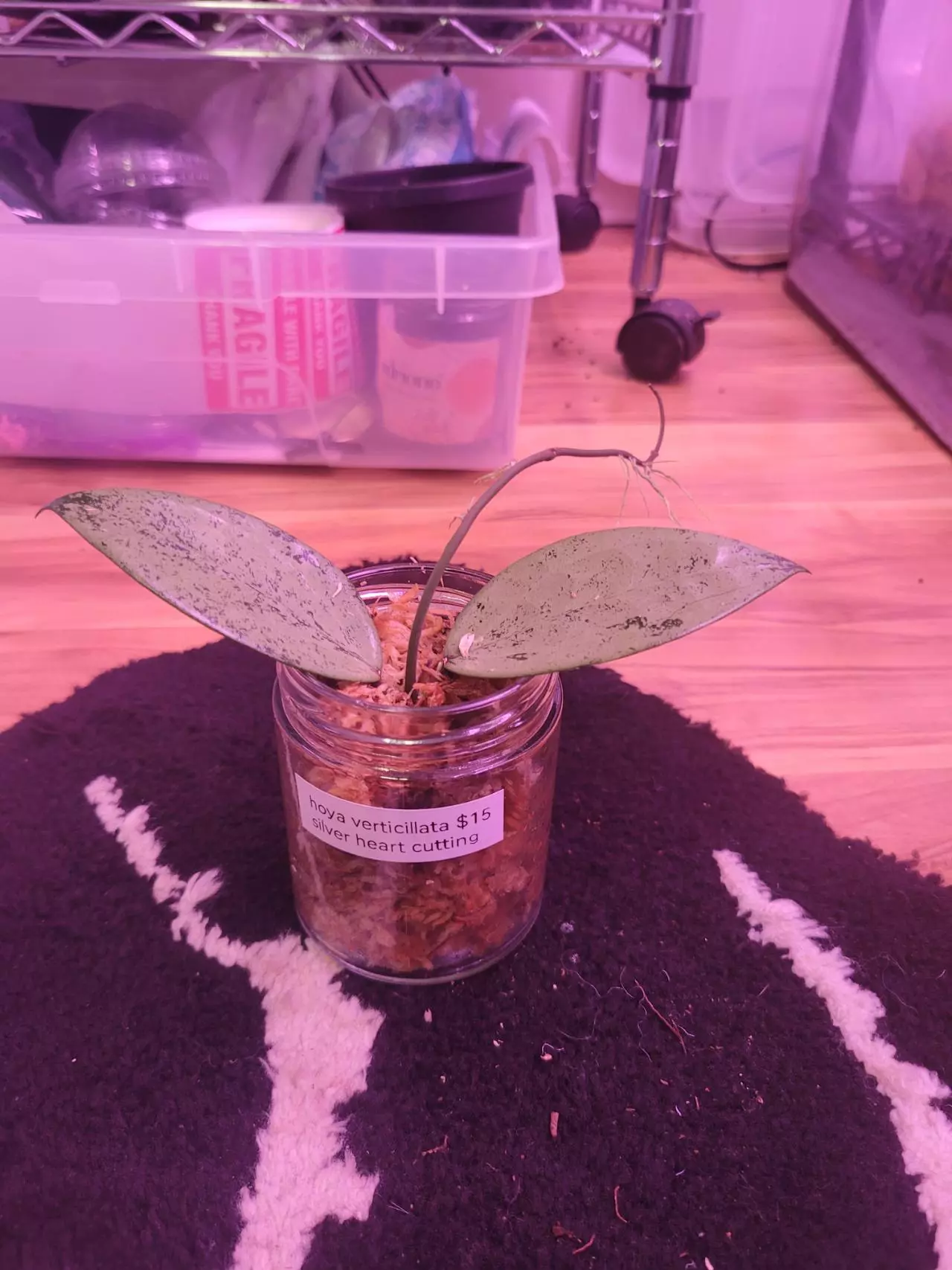 plant/hoya verticillata silver heart cutting-1
