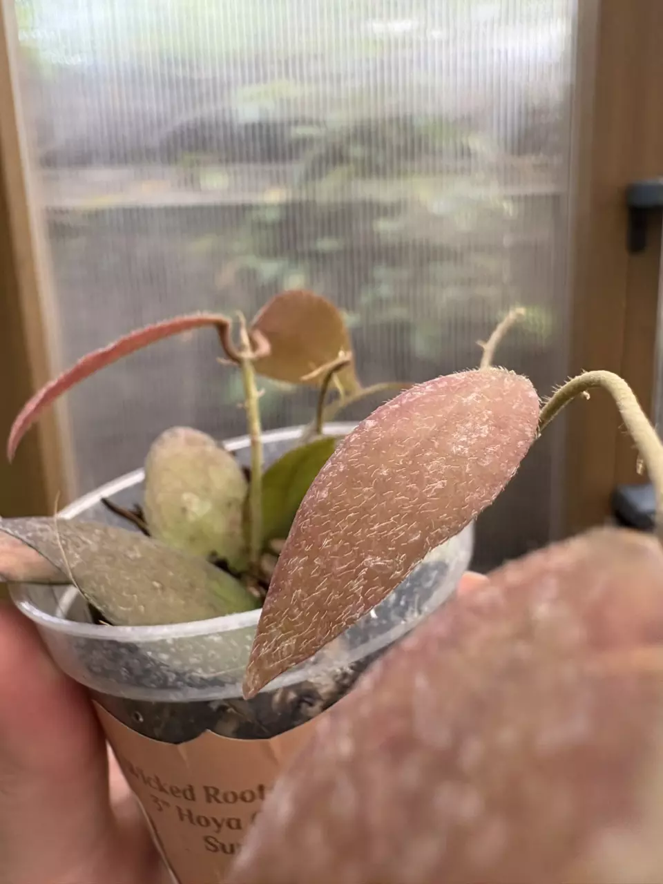 plant/3” Hoya Caudata Sumatra-2