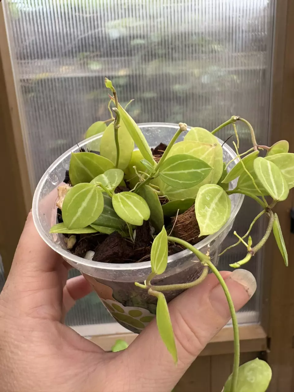 plant/3” Dischidia Ovata (Watermelon)-2